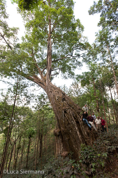 india badra estate 7